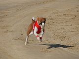 Golden Rabbit European Sandtrack-Derby Th. Ernst (137)